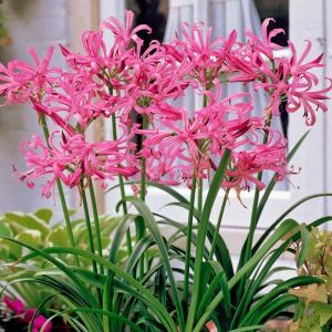Nerine bowdenii soğanı narin çiçeği soğanı