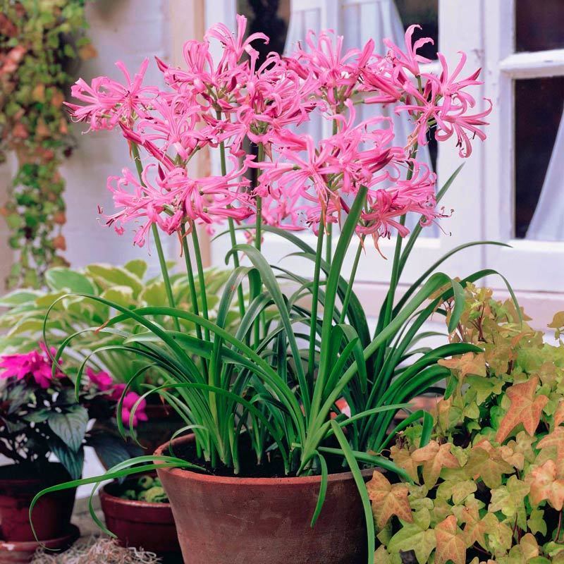 Nerine bowdenii soğanı narin çiçeği soğanı