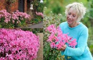 Nerine bowdenii soğanı narin çiçeği soğanı