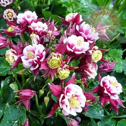 Katmerli haseki küpesi tohumu aquilegia vulgaris