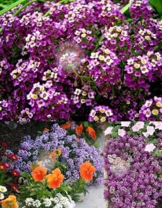 Mor kraliyet halısı tohumu kokulu bodur alyssum ballıca lobularia maritima