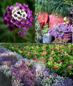 Mor kraliyet halısı tohumu kokulu bodur alyssum ballıca lobularia maritima
