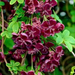 Çikolata sarmaşığı fidanı akebia quinata