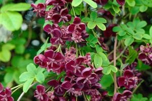 Çikolata sarmaşığı fidanı akebia quinata