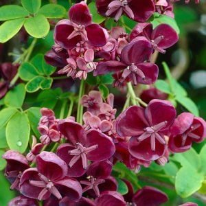 Çikolata sarmaşığı fidanı akebia quinata