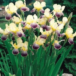 Nibelungen iris süsen çiçeği saksıda germanica