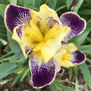 Nibelungen iris süsen çiçeği saksıda germanica