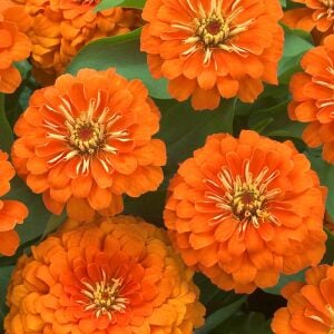 Turuncu katmerli kirli hanım tohumu zinnia elegans