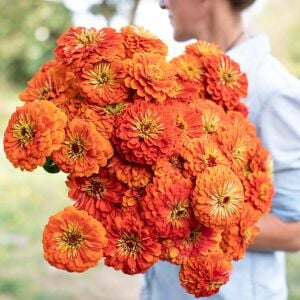 Turuncu katmerli kirli hanım tohumu zinnia elegans