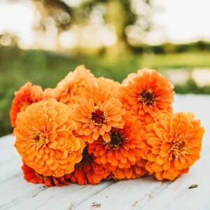 Turuncu katmerli kirli hanım tohumu zinnia elegans