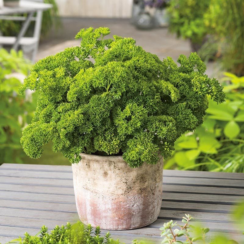 Afrodit maydanoz tohumu kıvırcık pencere önü saksı varyetesi