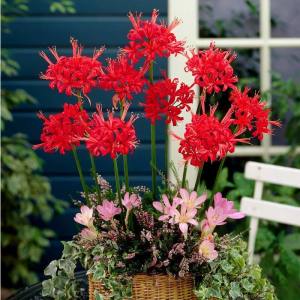 Nerine codora soğanı narin çiçeği soğanı