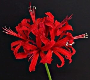 Nerine codora soğanı narin çiçeği soğanı