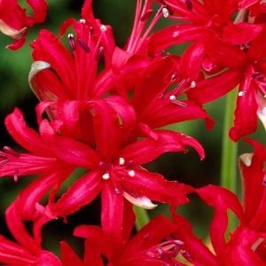 Nerine codora soğanı narin çiçeği soğanı