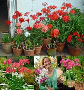 Nerine codora soğanı narin çiçeği soğanı