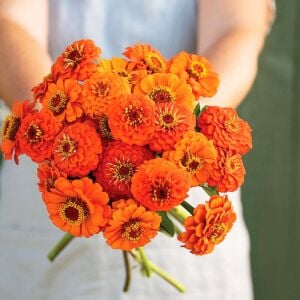 Turuncu katmerli kirli hanım tohumu zinnia elegans