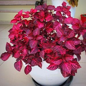 Çingene Şalvarı yaprak güzeli çiçeği fidesi Iresine herbstii