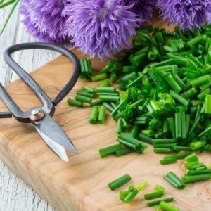 Frenk soğanı tohumu soğan otu onion chives