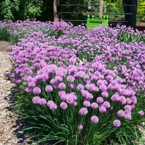 Frenk soğanı tohumu soğan otu onion chives