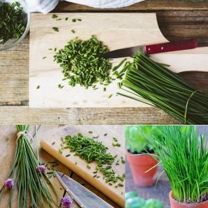 Frenk soğanı tohumu soğan otu onion chives