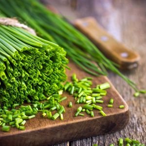 Frenk soğanı tohumu soğan otu onion chives