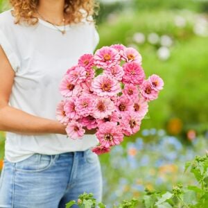 Pembe katmerli kirli hanım tohumu zinnia luminosa