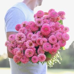 Pembe katmerli kirli hanım tohumu zinnia luminosa