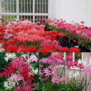 Nerine stephanie soğanı narin çiçeği soğanı