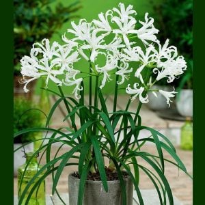 Nerine stephanie soğanı narin çiçeği soğanı