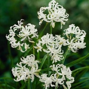 Nerine stephanie soğanı narin çiçeği soğanı