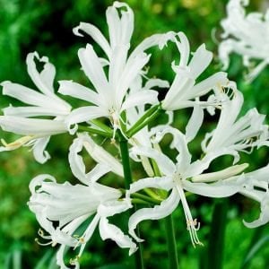 Nerine stephanie soğanı narin çiçeği soğanı