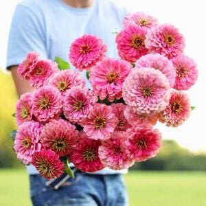 Pembe katmerli kirli hanım tohumu zinnia luminosa