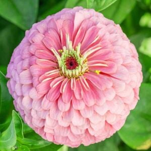 Pembe katmerli kirli hanım tohumu zinnia luminosa