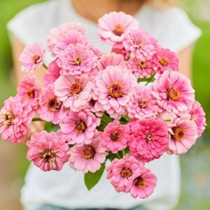 Pembe katmerli kirli hanım tohumu zinnia luminosa