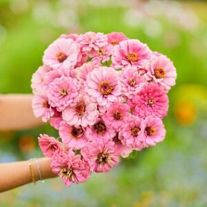 Pembe katmerli kirli hanım tohumu zinnia luminosa