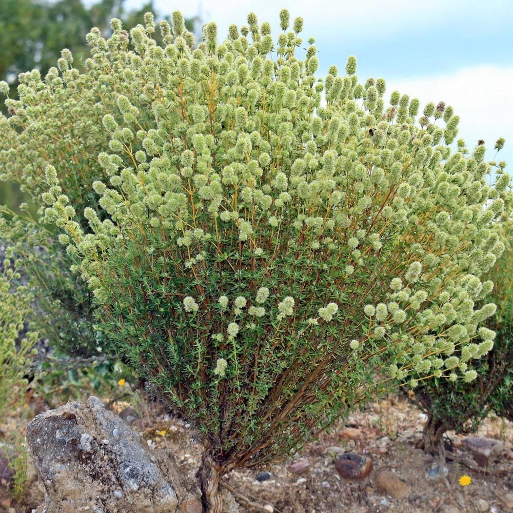 İspanyol kekiği fidesi sofralık sakız kekiği mastic thyme
