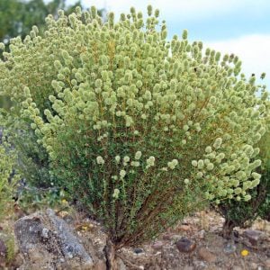 İspanyol kekiği fidesi sofralık sakız kekiği mastic thyme