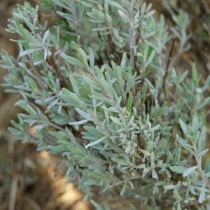 İspanyol kekiği fidesi sofralık sakız kekiği mastic thyme