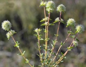 İspanyol kekiği fidesi sofralık sakız kekiği mastic thyme