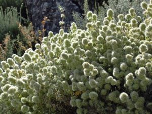 İspanyol kekiği fidesi sofralık sakız kekiği mastic thyme