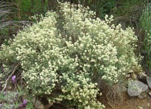 İspanyol kekiği fidesi sofralık sakız kekiği mastic thyme