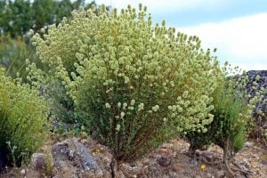 İspanyol kekiği fidesi sofralık sakız kekiği mastic thyme