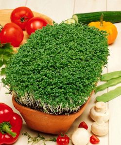 Şifalı baharlı bahçe teresi pepper cress tohumu