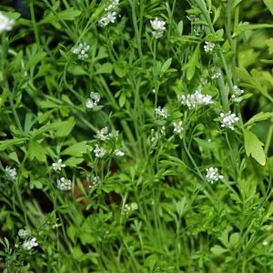 Şifalı baharlı bahçe teresi pepper cress tohumu
