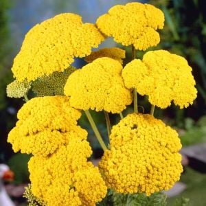 Sarı civanperçemi tohumu achillea filipendulina gold yarrow