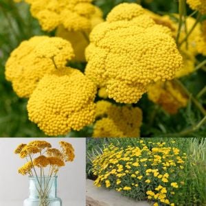 Sarı civanperçemi tohumu achillea filipendulina gold yarrow