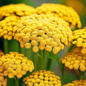 Sarı civanperçemi tohumu achillea filipendulina gold yarrow