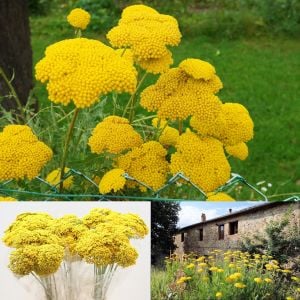 Sarı civanperçemi tohumu achillea filipendulina gold yarrow