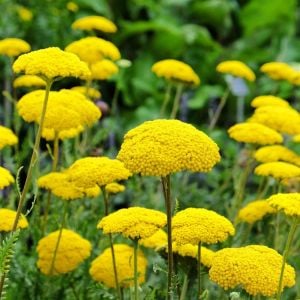Sarı civanperçemi tohumu achillea filipendulina gold yarrow