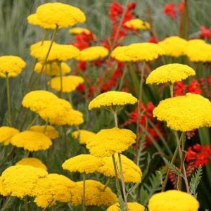 Sarı civanperçemi tohumu achillea filipendulina gold yarrow